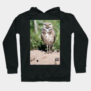 Burrowing Owl Hoodie